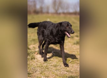 Kim ❤️ so sanfte, liebevolle Hundedame!