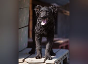 Crazy ♥Chandler♥ aktiv, klug, freundlich Crazy ♥Chandler♥ aktiv, klug, freundlich