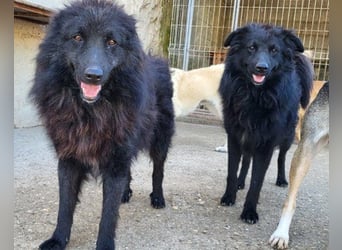 LENZI❤️unser kroat. Schäferhund-Mix-Rüde ist ein wahrer Sonnenschein!