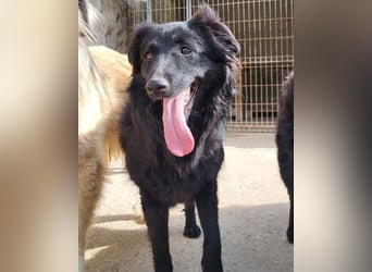 Duke ❤️ aufgeweckter, junger Kroat. Schäferhund-Mix-Bub!