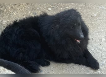 Duke ❤️ aktiver, verschmuster Kroat. Schäferhund-Mix-Rüde!