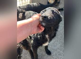 Archie ❤️ so froher, aktiver Kroat. Schäfi-Mix Bub