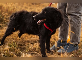 Bailey ❤️ verschmuste, liebe Fellnase