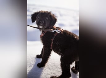 Frka ❤️ so fröhlicher, junger Hundebub!