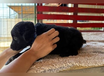 Little ♥Lenny♥ sucht seine treue Für-Immer-Familie