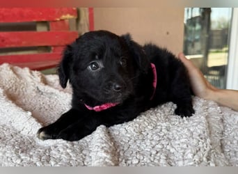 ♥Jasmina♥ zarte Welpin sucht ihre Familie