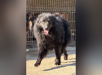 GORDI❤️liebes, verschmustes kroat. Schäferhund-Mix-Mädel