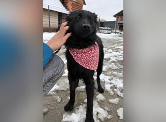 Ayla ❤️ liebe, sensible junge Hundedame