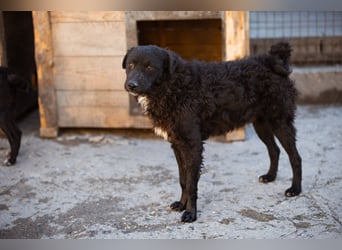 Flynn ❤️ offener, verspielter Hundejunge