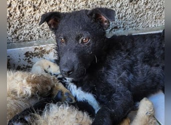 Archie ❤️ so froher, aktiver Kroat. Schäfi-Mix Bub