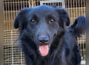 Duke ❤️ aktiver, verschmuster Kroat. Schäferhund-Mix-Rüde!