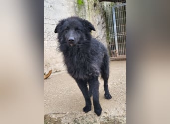 Duke ❤️ aktiver, verschmuster Kroat. Schäferhund-Mix-Rüde!