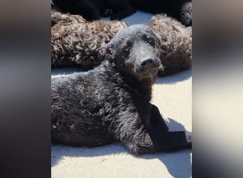 Felix ❤️ froher, süßer, aktiver Mix-Bub!