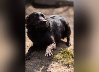 Klara ❤️ frohe, temperamentvolle Kroat. Schäfi-Mix Hündin!