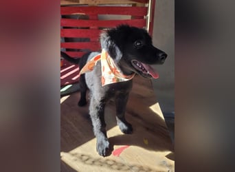 Lupo ❤️ so zuckersüßer, aktiver Welpenbub
