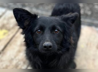 Tila ❤️ schmusige, so freundliche Hündin