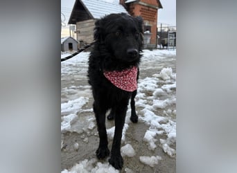 Ayla ❤️ liebe, sensible junge Hundedame