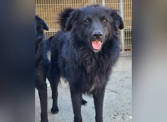 Duke ❤️ aktiver, verschmuster Kroat. Schäferhund-Mix-Rüde!