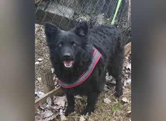 Fellschatz Milly liebt auch Katzen