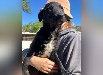 Archie ❤️ so froher, aktiver Hundebub