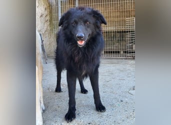 GORDI❤️liebes, verschmustes kroat. Schäferhund-Mix-Mädel