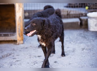 Flynn ❤️ offener, verspielter Kroat. Schäfi-Mix Rüde