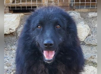 LENZI❤️unser kroat. Schäferhund-Mix-Rüde ist ein wahrer Sonnenschein!