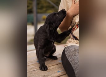 Little ♥Lenny♥ kleiner Rohdiamant