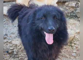 LENZI❤️unser kroat. Schäferhund-Mix-Rüde ist ein wahrer Sonnenschein!