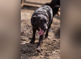 Klara ❤️ frohe, temperamentvolle Hündin!