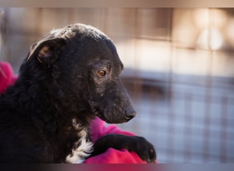 Kroat.Schäfi-Mix ♥Archie♥ fröhlicher, kuschliger, aktiver Bub