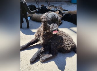 Flynn ❤️ offener, verspielter Hundejunge