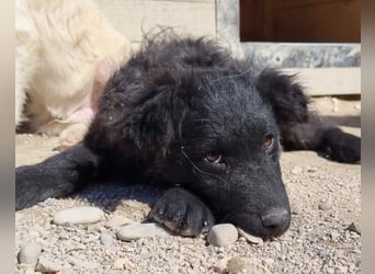 GORDI❤️liebes, verschmustes kroat. Schäferhund-Mix-Mädel