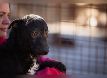 Kroat.Schäfi-Mix ♥Archie♥ fröhlicher, kuschliger, aktiver Bub