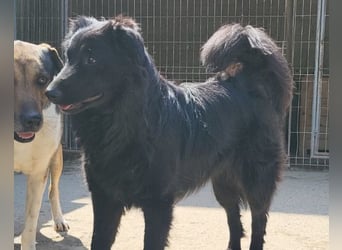 Duke ❤️ aktiver, verschmuster Kroat. Schäferhund-Mix-Rüde!