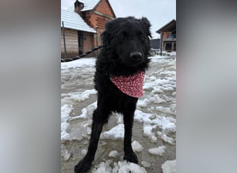 Ayla ❤️ liebe, sensible junge Hundedame