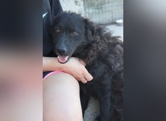 Flynn ❤️ offener, verspielter Kroat. Schäfi-Mix Rüde