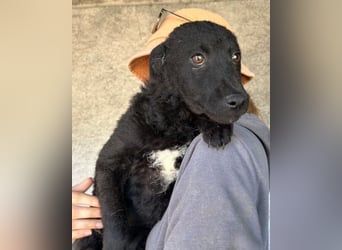 Felix ❤️ froher, süßer, aktiver Mix-Bub!