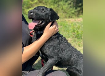 Feiner, kleiner Rüde Bono ❤️ Jagdterrier- und Kroatischer Schäfi-Mix