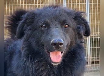 GORDI❤️liebes, verschmustes kroat. Schäferhund-Mix-Mädel