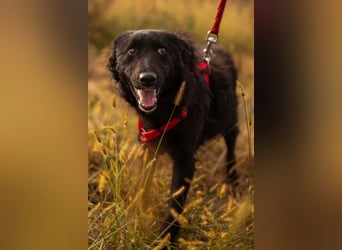 Bailey ❤️ verschmuste, liebe Kroat. Schäfi-Mix Fellnase