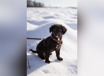 Frka ❤️ so fröhlicher, junger Hundebub!