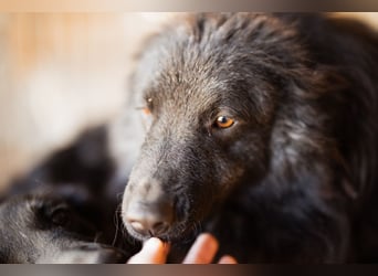 Duke ❤️ aktiver, verschmuster Kroat. Schäferhund-Mix-Rüde!