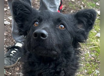 Fellschatz Milly liebt auch Katzen