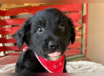 Levi ❤️ neugieriger, so lieber Welpenbub