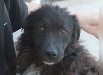 Flynn ❤️ offener, verspielter Kroat. Schäfi-Mix Rüde