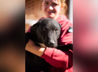 Felix ❤️ froher, süßer, aktiver Mix-Bub!