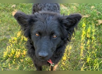 Ayla ❤️ liebe, sensible junge Hundedame