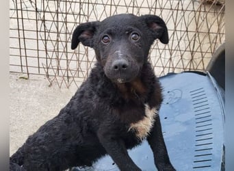 Felix ❤️ froher, süßer, aktiver Mix-Bub!