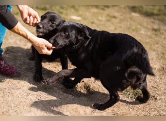 Klara ❤️ frohe, temperamentvolle Kroat. Schäfi-Mix Hündin!
